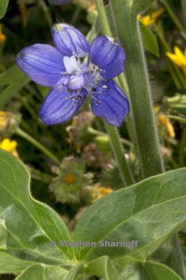 delphinium staphisagria 4 graphic